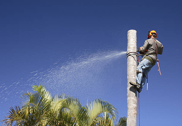 Best Hazardous Tree Removal  in New Chicago, IN