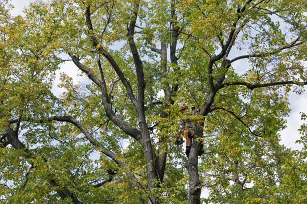 Trusted New Chicago, IN Tree Services Experts